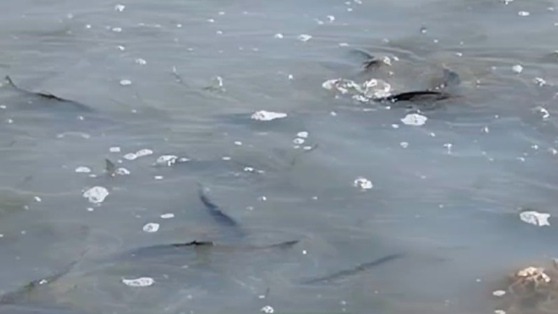 Селедочная лихорадка: в селе Взморье к берегу Охотского моря в огромном количестве подошла рыба
